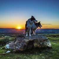 Buy canvas prints of  Magical sunset, me & you. Lovely dogs at sunset i by Imran Hashmi