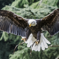 Buy canvas prints of Flight of The Bald Eagle by Andy Smith