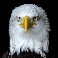 Buy canvas prints of  Portrait of a Bald Eagle by Andy Smith