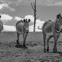 Buy canvas prints of  Trio of Zebras by Andy Smith