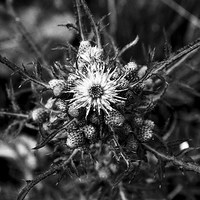 Buy canvas prints of  The thistle by Tanya Lowery