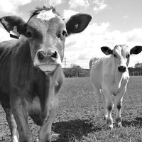 Buy canvas prints of  curious cows by Tanya Lowery
