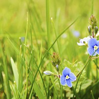 Buy canvas prints of  speedwell by Tanya Lowery