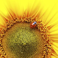 Buy canvas prints of  sunflower with ladybird by Tanya Lowery