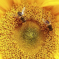 Buy canvas prints of 2 bees on a sunflower by Tanya Lowery