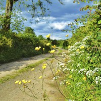 Buy canvas prints of  Buttercup lane by Tanya Lowery