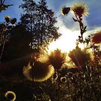 Buy canvas prints of  sunset through thistles by Tanya Lowery