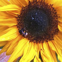 Buy canvas prints of  bumble bee on a sunflower by Tanya Lowery
