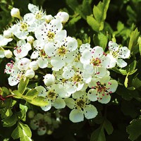 Buy canvas prints of  hawthorn blossom by Tanya Lowery