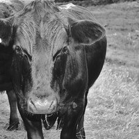 Buy canvas prints of  Black cow! by Tanya Lowery