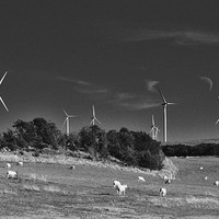 Buy canvas prints of wind turbines and sheep by Tanya Lowery