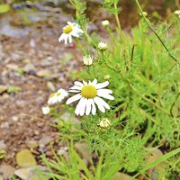 Buy canvas prints of  wild aster by the river by Tanya Lowery