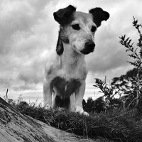 Buy canvas prints of  Jack Russell  by Tanya Lowery