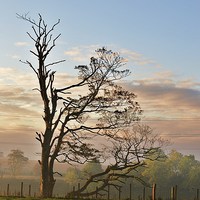 Buy canvas prints of  Tree on a misty morning by Tanya Lowery