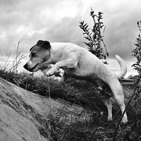 Buy canvas prints of  Jack Russell jumping by Tanya Lowery