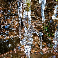 Buy canvas prints of Icicle by Tanya Lowery