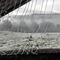 Buy canvas prints of Dew on a cobweb by Tanya Lowery