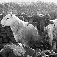 Buy canvas prints of Two rams standing by a wall by Tanya Lowery