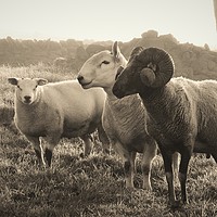 Buy canvas prints of Three wise Rams by Tanya Lowery