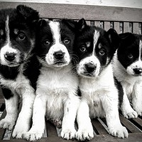 Buy canvas prints of Puppy lineup!  by Tanya Lowery