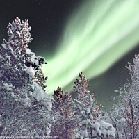 Buy canvas prints of Northern Lights Snow Trees by Dave Eyres