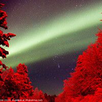 Buy canvas prints of Northern Lights Red Trees by Dave Eyres