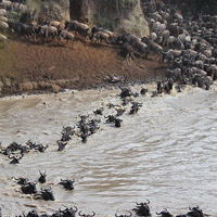 Buy canvas prints of The Great Wildebeest Migration by Dave Eyres