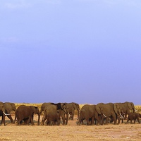 Buy canvas prints of Elephant Family by Dave Eyres