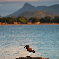 Buy canvas prints of Lake Malawi by Dave Eyres