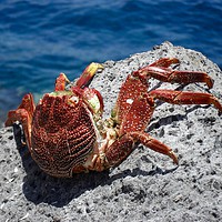 Buy canvas prints of Red Crab by Dave Eyres