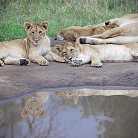 Buy canvas prints of Lion Cubs Reflecting by Dave Eyres