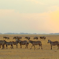 Buy canvas prints of Zebra at Sunset by Dave Eyres