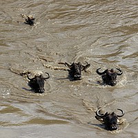 Buy canvas prints of Swimming Wildebeest by Dave Eyres