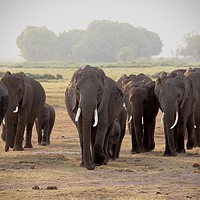 Buy canvas prints of Elephant Herd by Dave Eyres