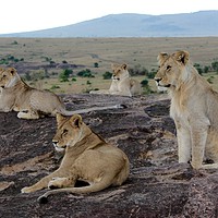 Buy canvas prints of Lions Watching by Dave Eyres