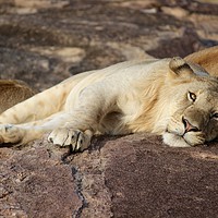 Buy canvas prints of Resting Lion by Dave Eyres