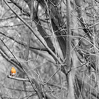 Buy canvas prints of Robin on a branch by Dave Eyres