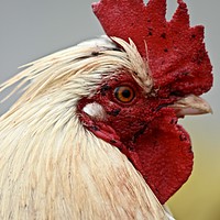 Buy canvas prints of Focussed Rooster by Dave Eyres