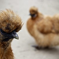 Buy canvas prints of Silkie Chicken by Dave Eyres