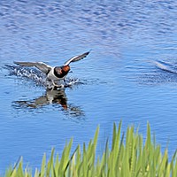 Buy canvas prints of Pochard Landing by Dave Eyres