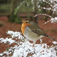 Buy canvas prints of Snow Robin by Dave Eyres
