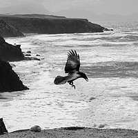 Buy canvas prints of Crow by the Sea by Dave Eyres