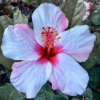 Buy canvas prints of Pink Hibiscus Flower by Dave Eyres