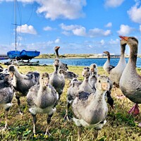 Buy canvas prints of Geese at Marine Lake by Dave Eyres