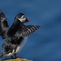 Buy canvas prints of  Puffin by Jamie Dumbleton