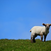 Buy canvas prints of  Lamb on Fair Isle by Jamie Dumbleton