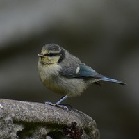 Buy canvas prints of  Young Blue Tit by Jamie Dumbleton