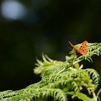Buy canvas prints of  Comma Butterfly by Jamie Dumbleton