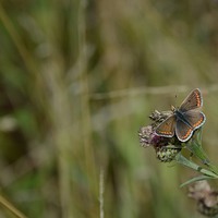 Buy canvas prints of  Brown Argus Butterfly by Jamie Dumbleton