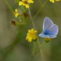 Buy canvas prints of  Common Blue Butterfly by Jamie Dumbleton